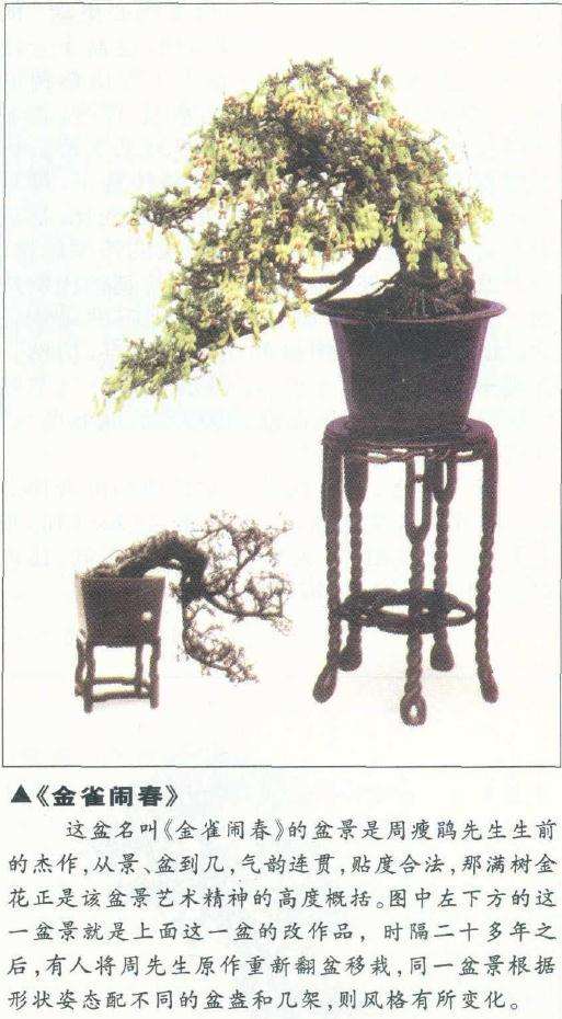 盆景制作中怎么使用紫砂盆