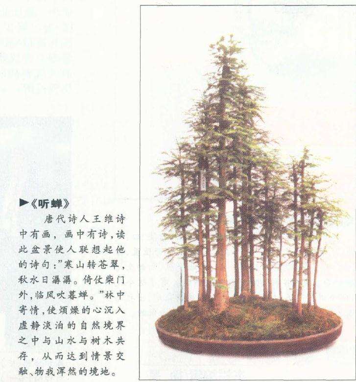 盆景制作中怎么使用紫砂盆