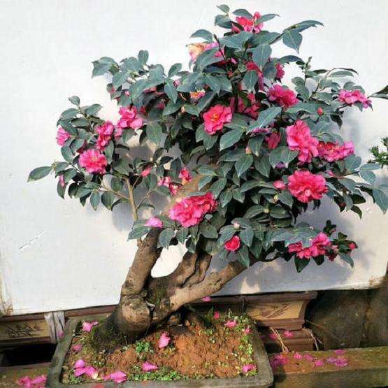 如何用油茶为砧木嫁接山茶花的方法