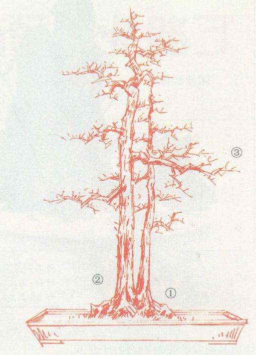一大一小双直干盆景造型