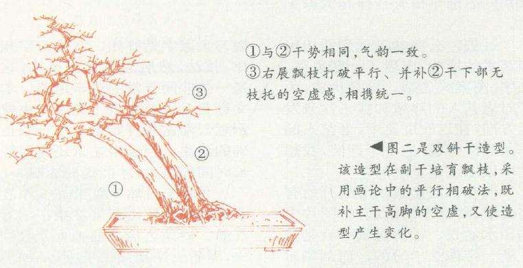 副干培育盆景飘枝