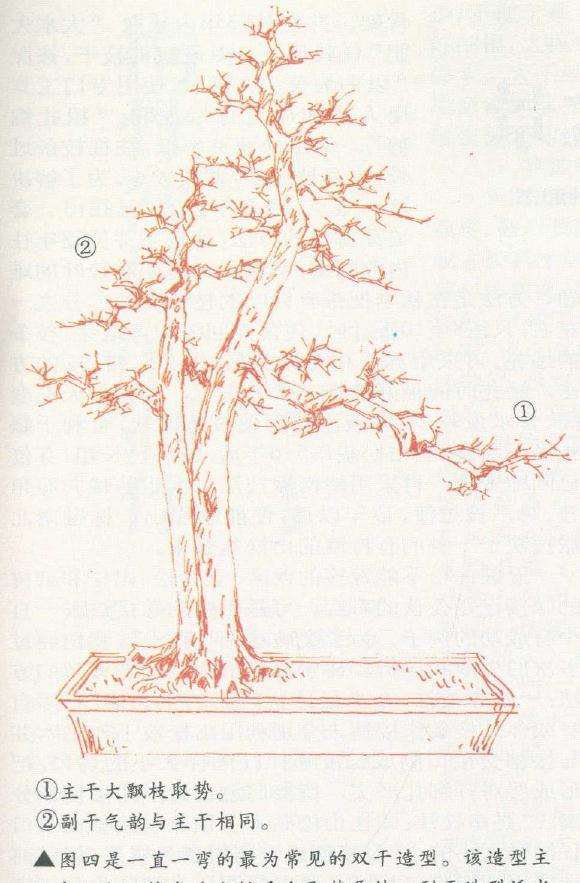 最为常见的双干盆景造型
