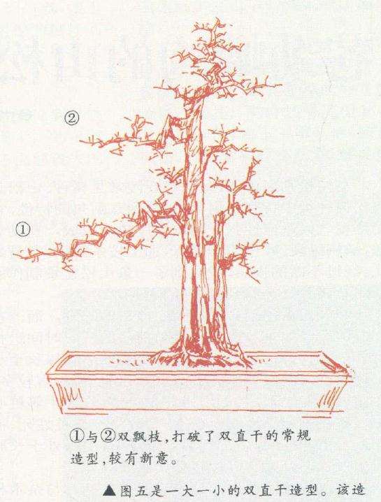 双直干盆景造型