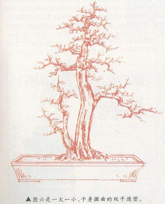 微曲的双干盆景造型
