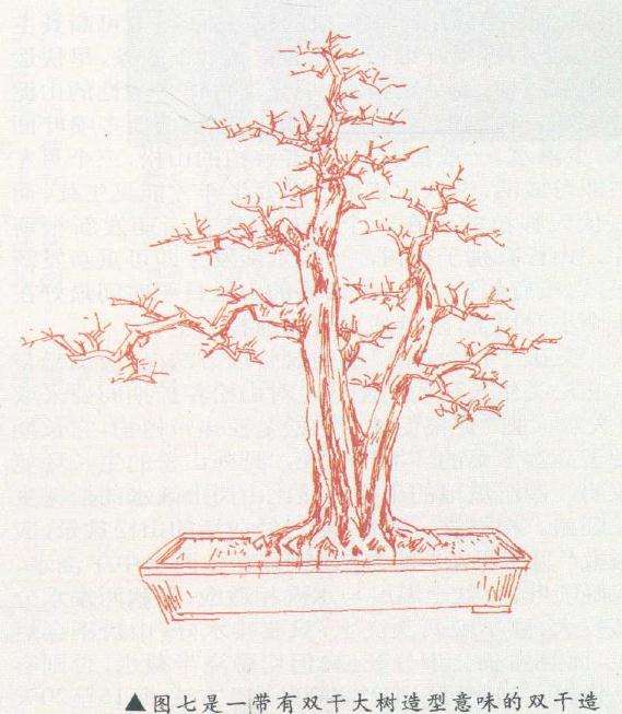 双干大树盆景造型