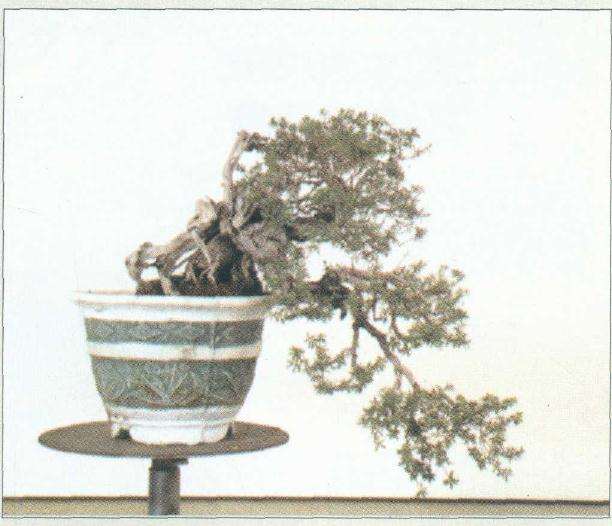 海芙蓉盆景桩材