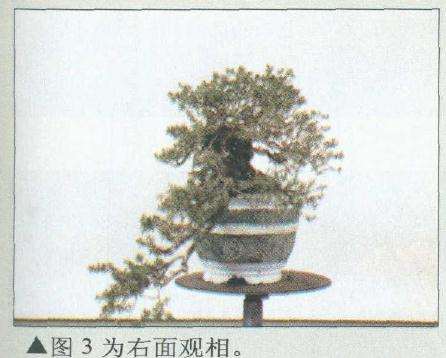 盆景右面观相
