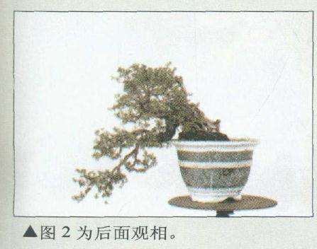 盆景后面观相