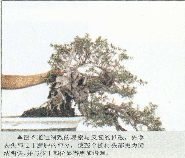 拿去盆景头部过于臃肿的部