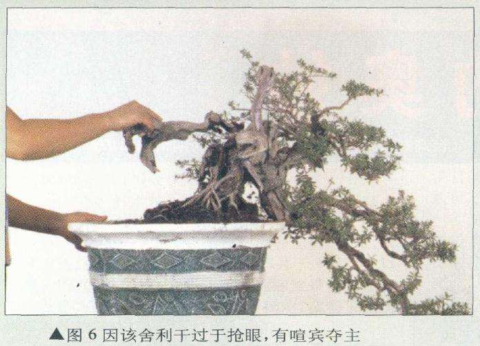 盆景舍利干过于抢眼