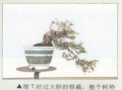 盆景头部不再繁重