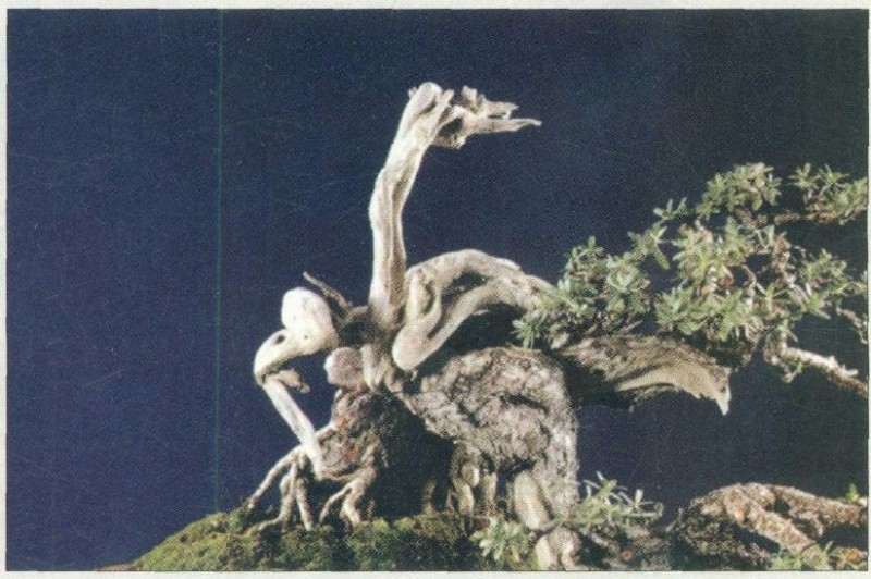 盆景修剪后的局部