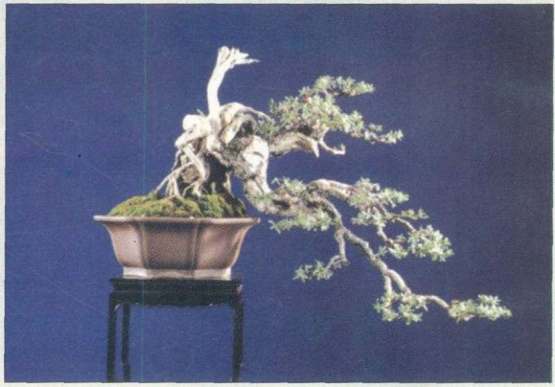 图解 盆景制作怎么修剪取舍的方法