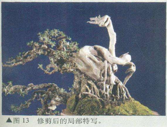 盆景修剪后的局部特写