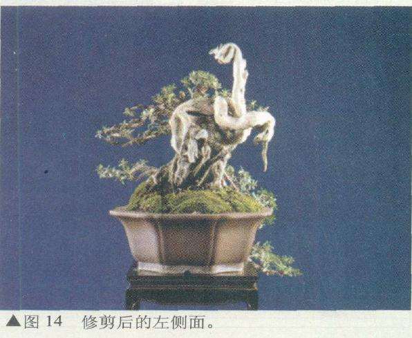盆景修剪后的左侧面