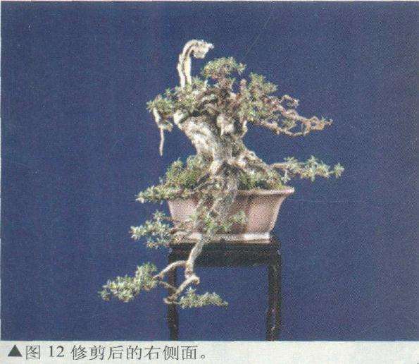 盆景修剪后的右侧面