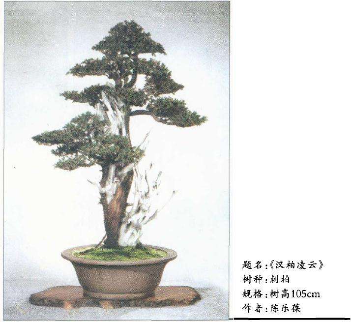 树木盆景的内部结构怎么处理的7个方法