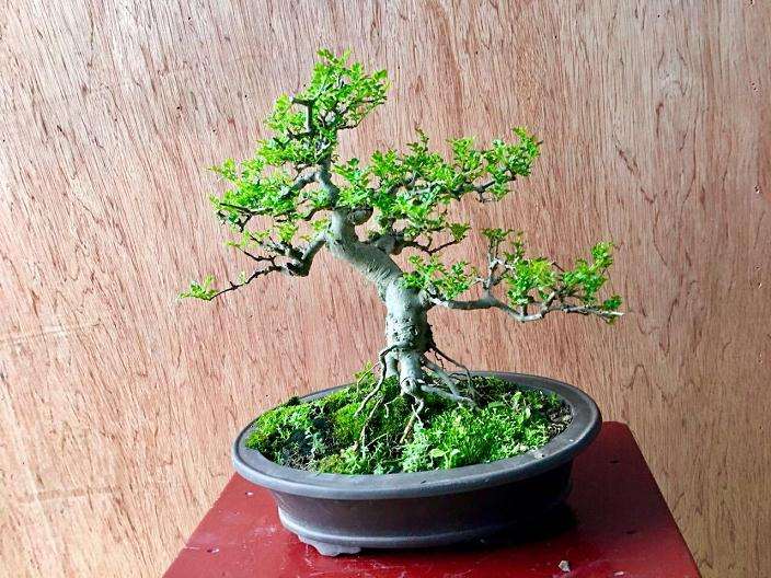 对节白蜡盆景怎么造型的6个方法