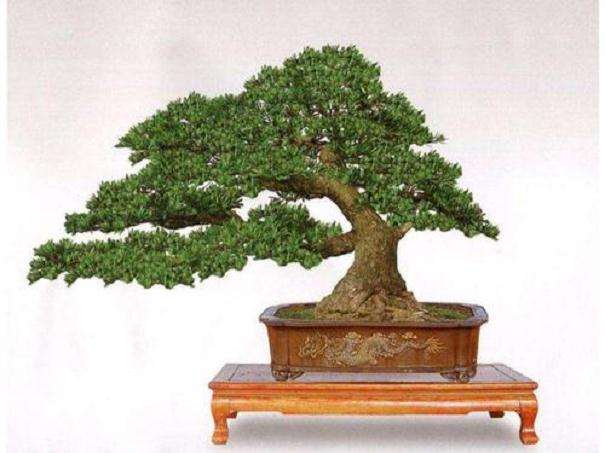 罗汉松盆景怎么养殖浇水的6个方法