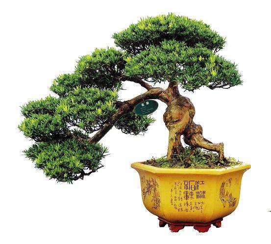 罗汉松盆景怎么养殖浇水的6个方法