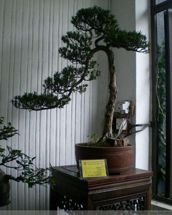 罗汉松盆景的4个品种介绍