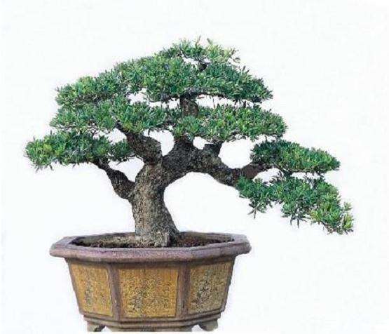 罗汉松盆景怎么制作养护