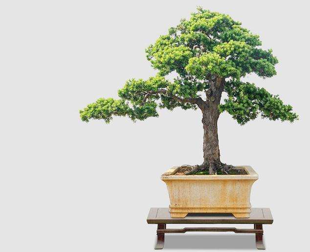 罗汉松盆景怎么扦插繁殖