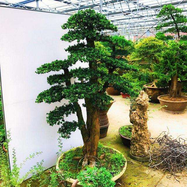 罗汉松盆景的怎么栽培的7个技术