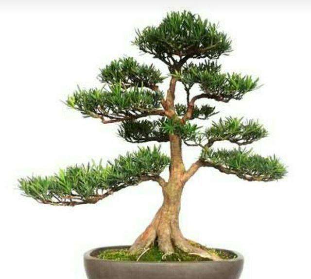 中号叶罗汉松盆景怎么嫁接的4个技术