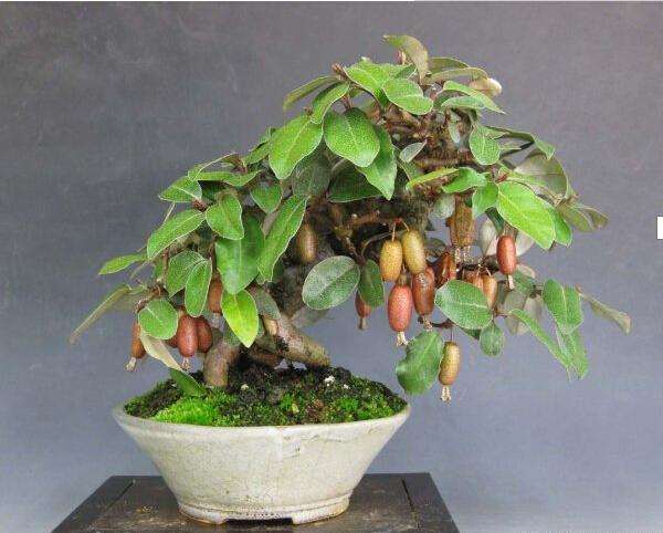 胡颓子老桩盆景取材