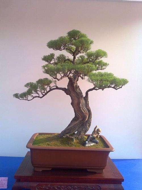 柽柳盆景怎么制作下垂枝的4个方法