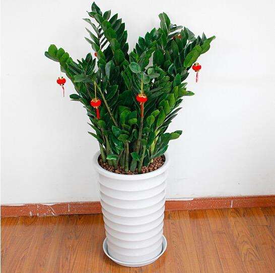 金钱树盆景怎么管理的3个要点