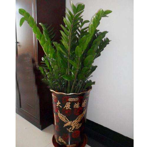 金钱树盆景怎么管理的3个要点