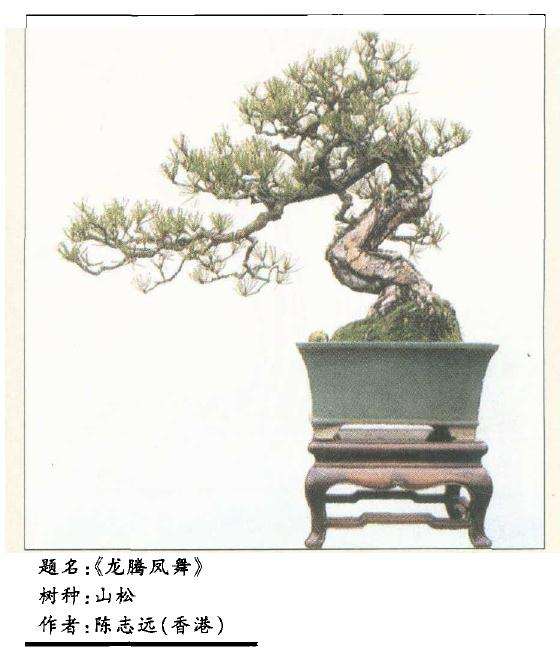 怎么制作山松盆景5个方法 图片