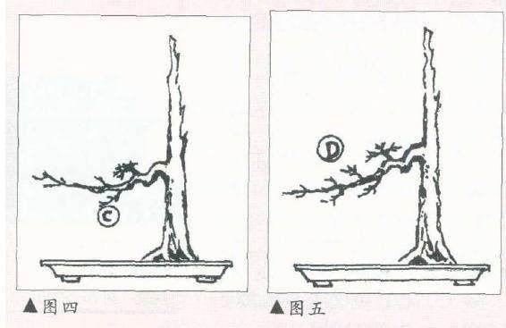 树木盆景的飘枝