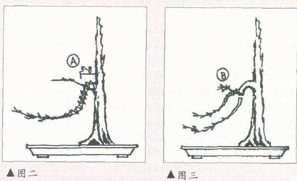 树木盆景的飘枝
