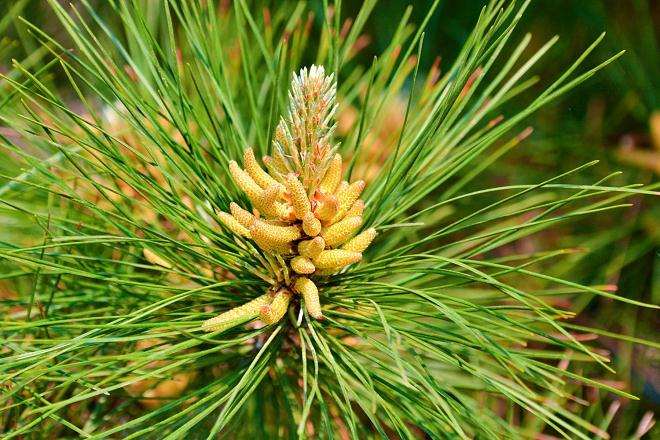 马尾松怎么串笔嫁接的4个方法