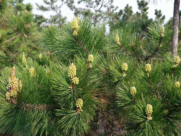 马尾松怎么串笔嫁接的3个操作