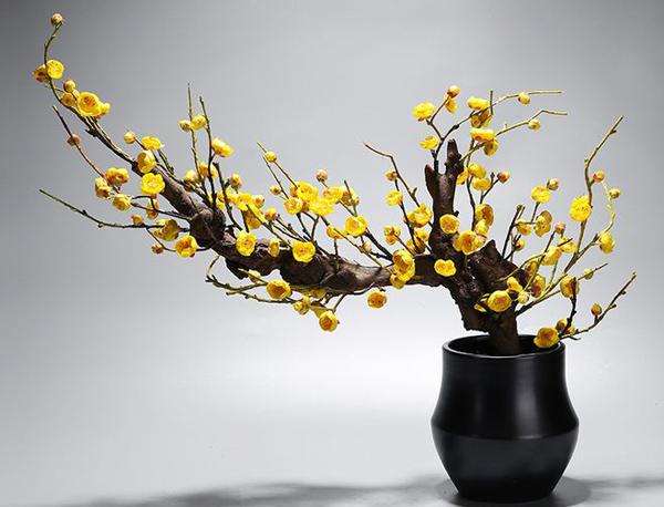 腊梅盆景怎么繁殖养护的方法
