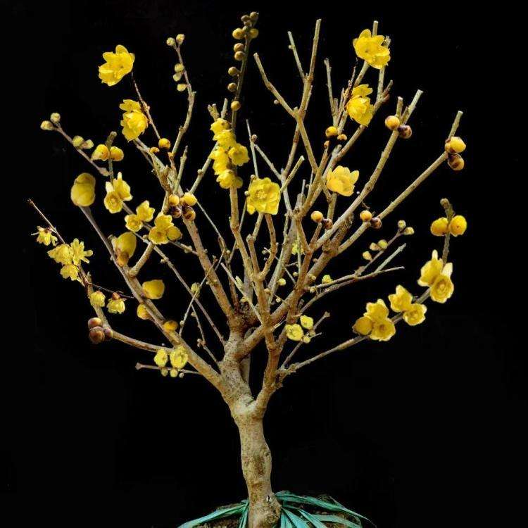 腊梅盆景怎样整姿造型的方法