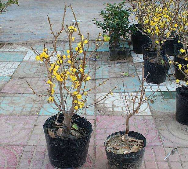 腊梅盆景怎么浇水的方法