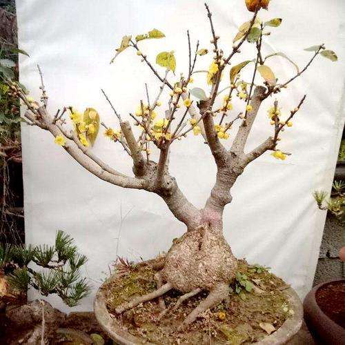 腊梅盆景怎么施肥养护