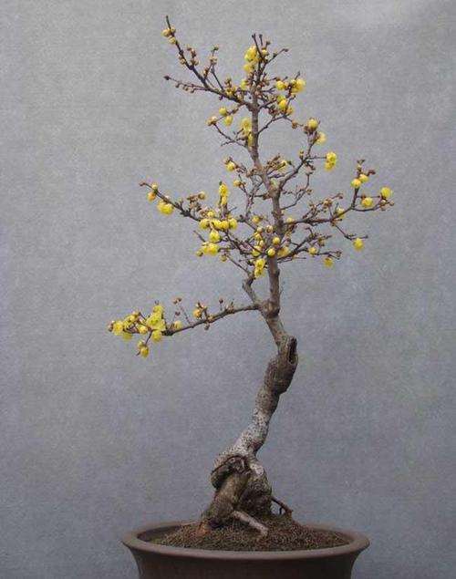 腊梅盆景怎么枝干造型的4个方法