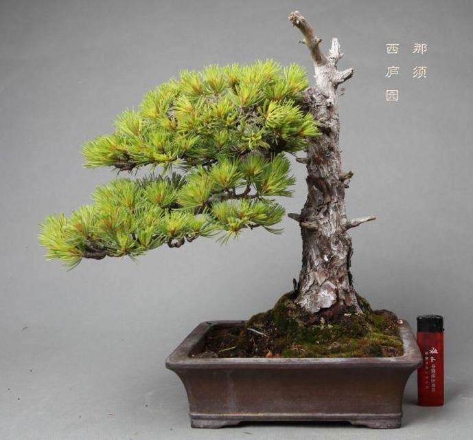 五针松盆景怎么修剪的3个方法