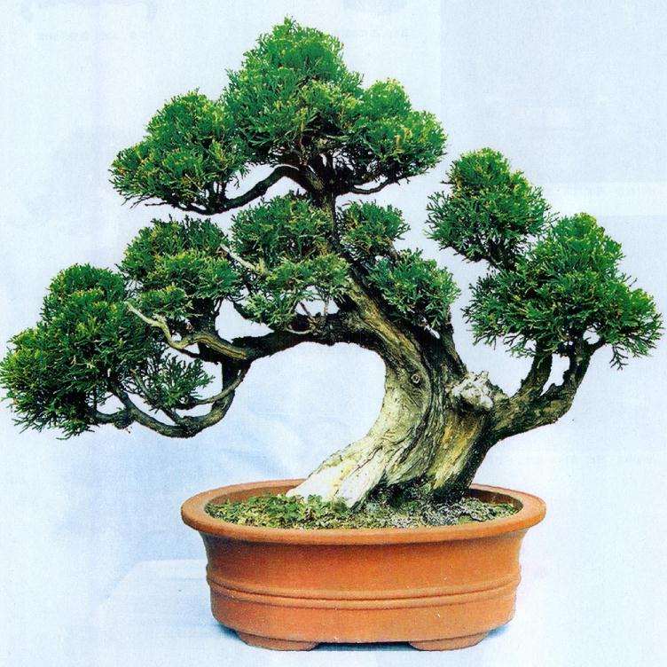 侧柏盆景《苍莽万世》怎么制作的方法