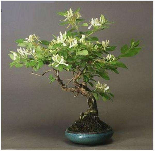 金银花盆景怎么栽培管理的5个步骤