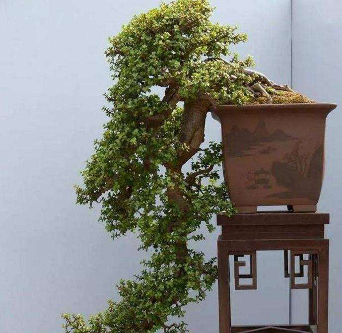 金枝玉叶盆景怎么修剪造型最好看