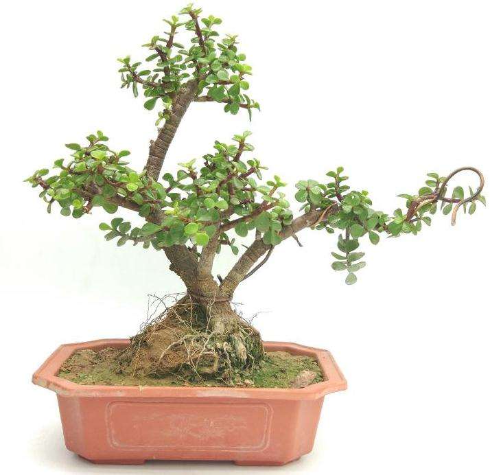 金枝玉叶盆景怎样培植造型的方法 图片