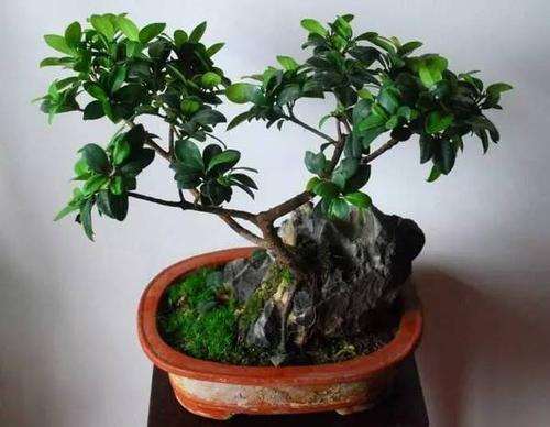 如何做好气根榕树盆景生长的2个方法