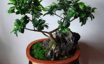如何做好气根榕树盆景生长的2个方法